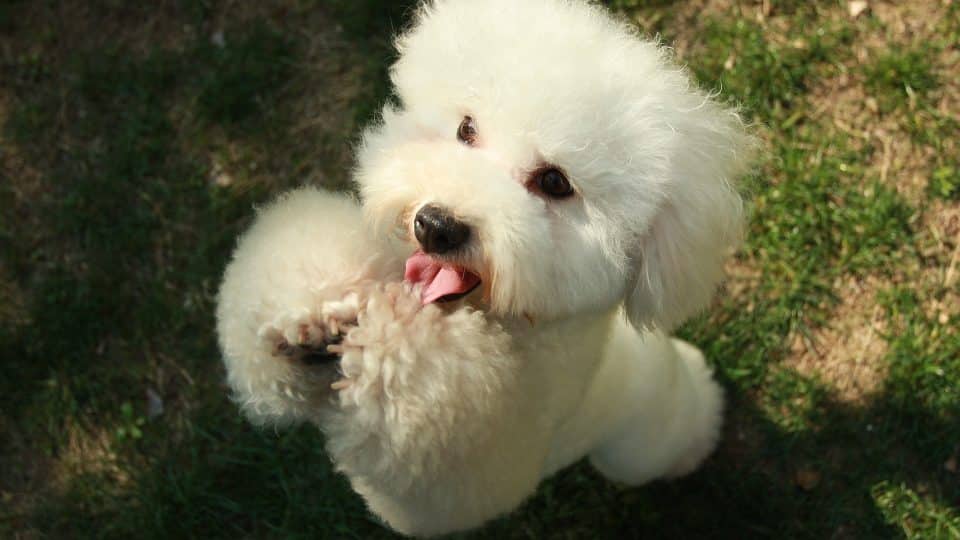 10 Surprising Facts About The Adorable Poochon The Dog People By