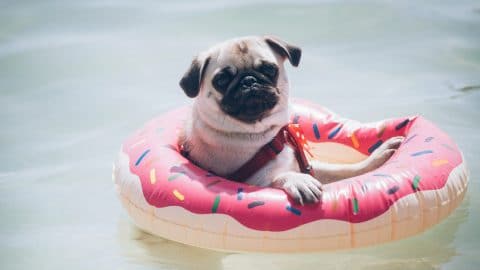 pug on donut inflatable ring on water