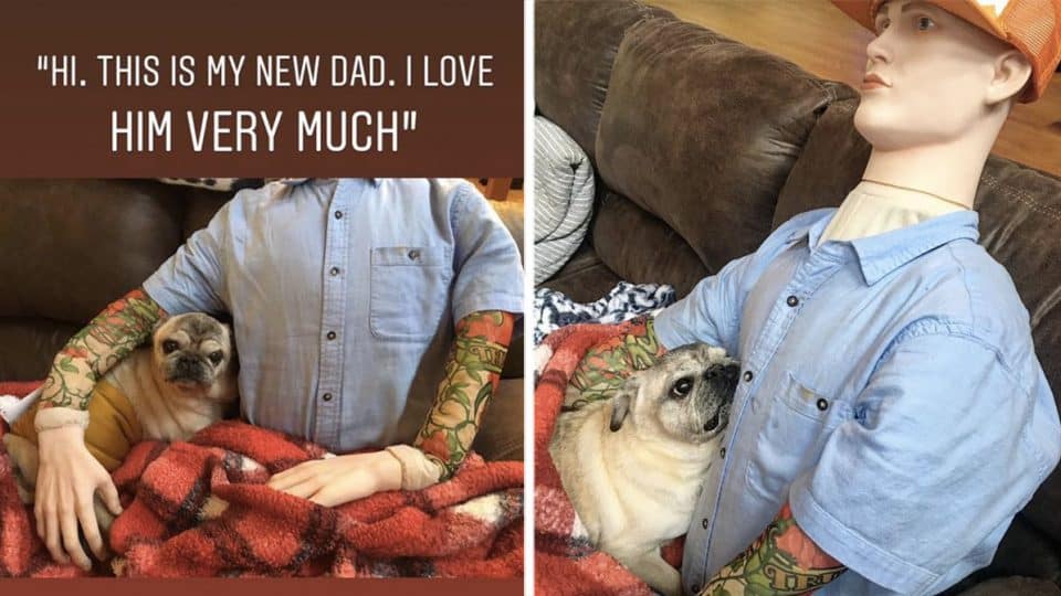 pug with separation anxiety