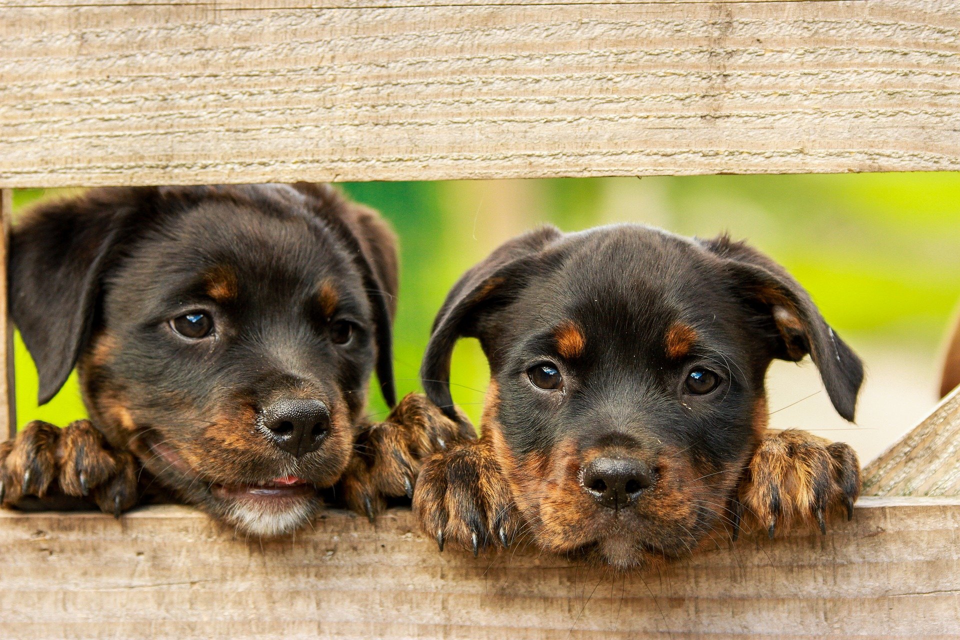 The 91 Best Dog Names that Start with 'L'