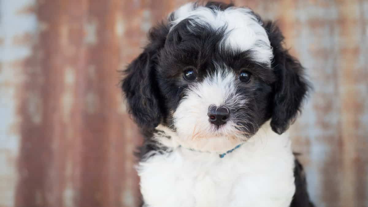 9 Facts Only Sheepadoodle People Understand | The Rover Blog