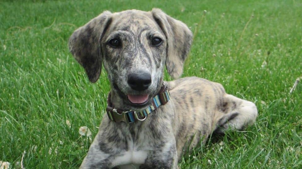 Prepare to Fall in Love with the (New) Rarest Dog Breed in America