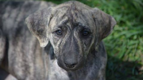 Sloughi puppy
