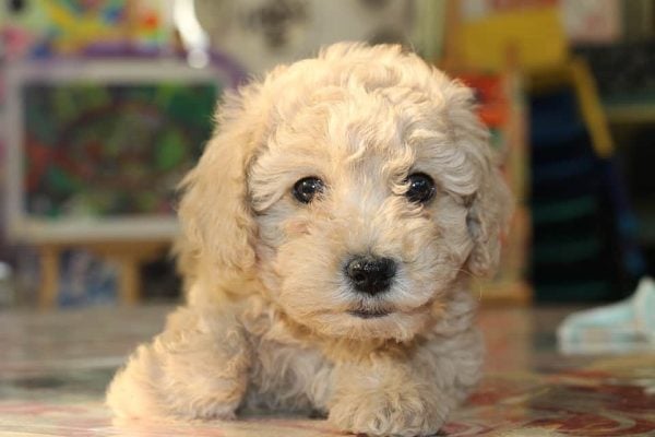 Goldendoodle puppy sitting on floor