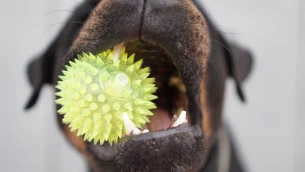 indestructible squeaky toy