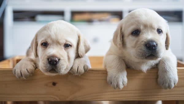 two puppies peering over wood edge