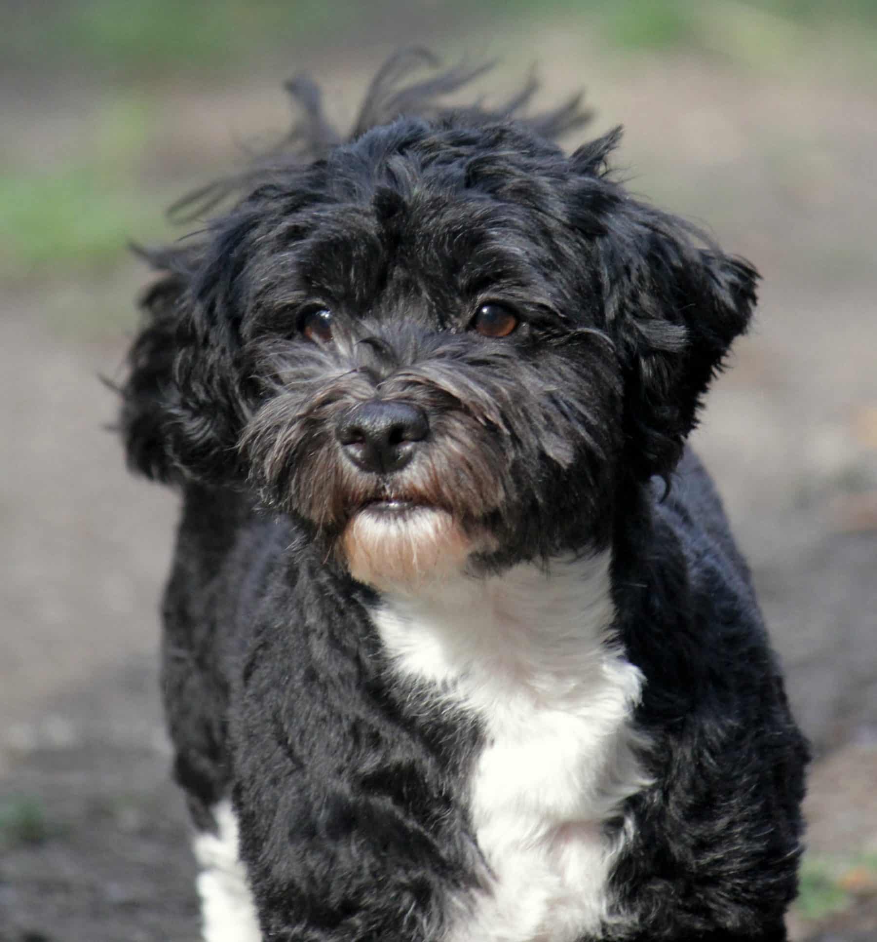 Top 5 Havanese Haircut Styles | The Dog People by 