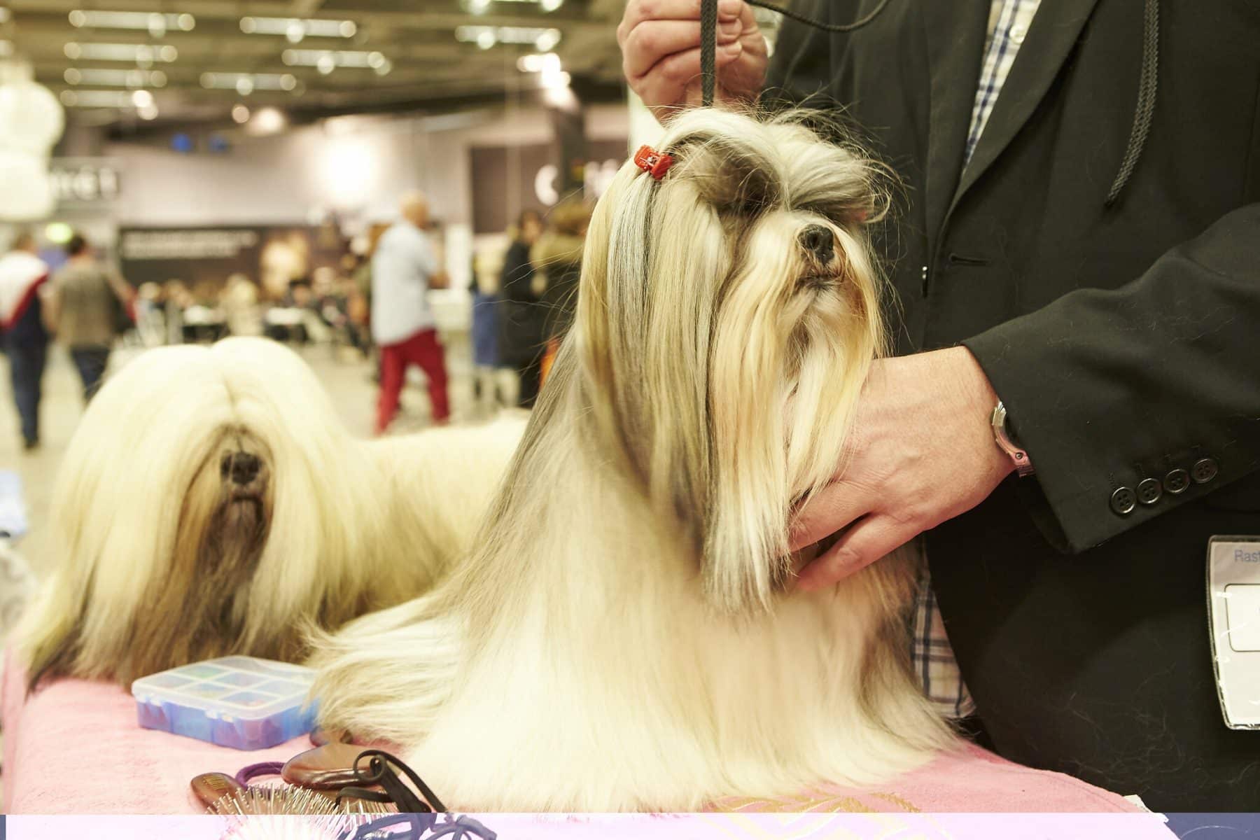 The Top 5 Shih Tzu Haircuts | The Dog People by 