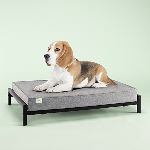 dog on thick gray pad in elevated black metal frame