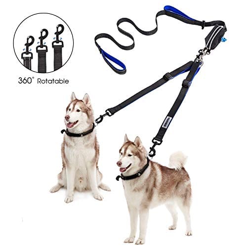 two huskies with two-dog leash