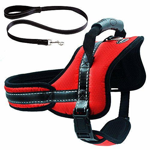 The 5 Best Harnesses for Huskies in 2019 The Dog People by