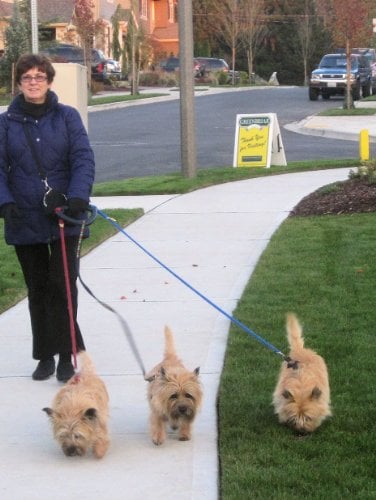 leash for walking 3 dogs