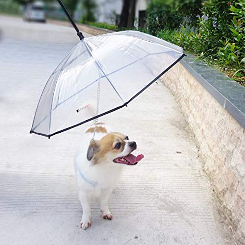Small dog walking with clear umbrella overhead