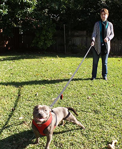 large breed dog leash