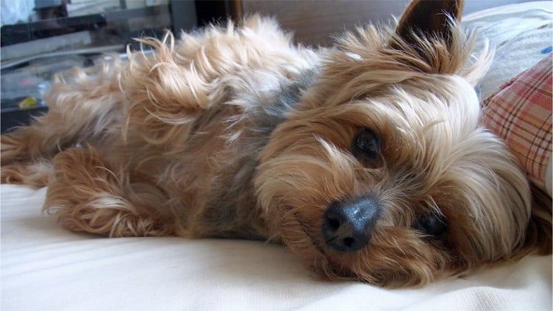 Top 5 Yorkie Haircuts | The Dog People by 