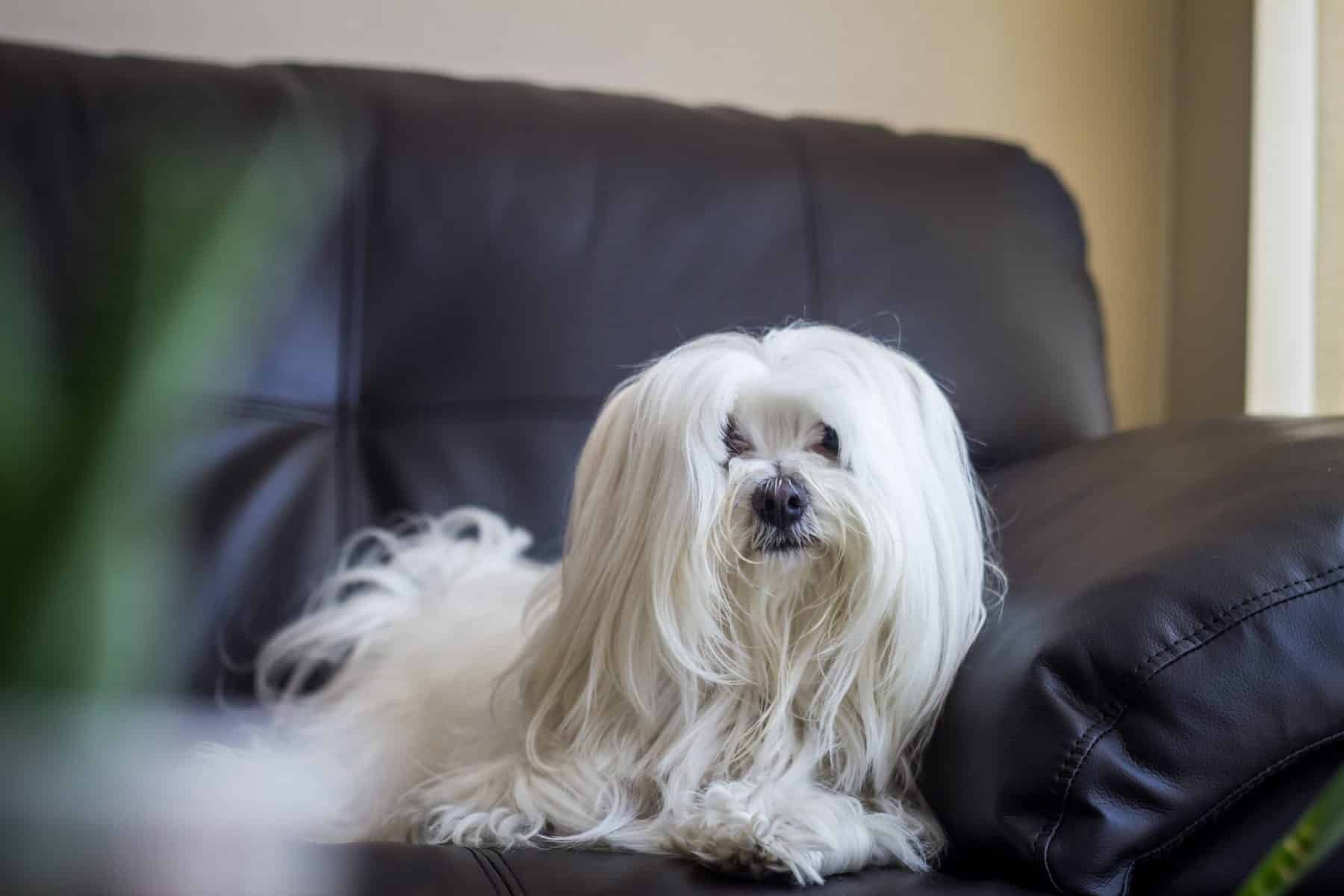 The Top 5 Maltese Haircut Styles | The Dog People by 