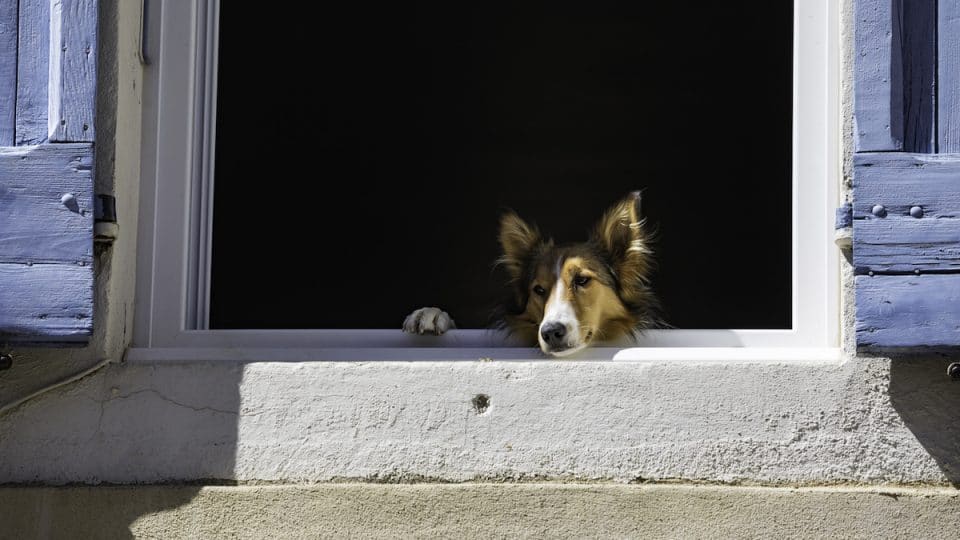 dog in screenless window