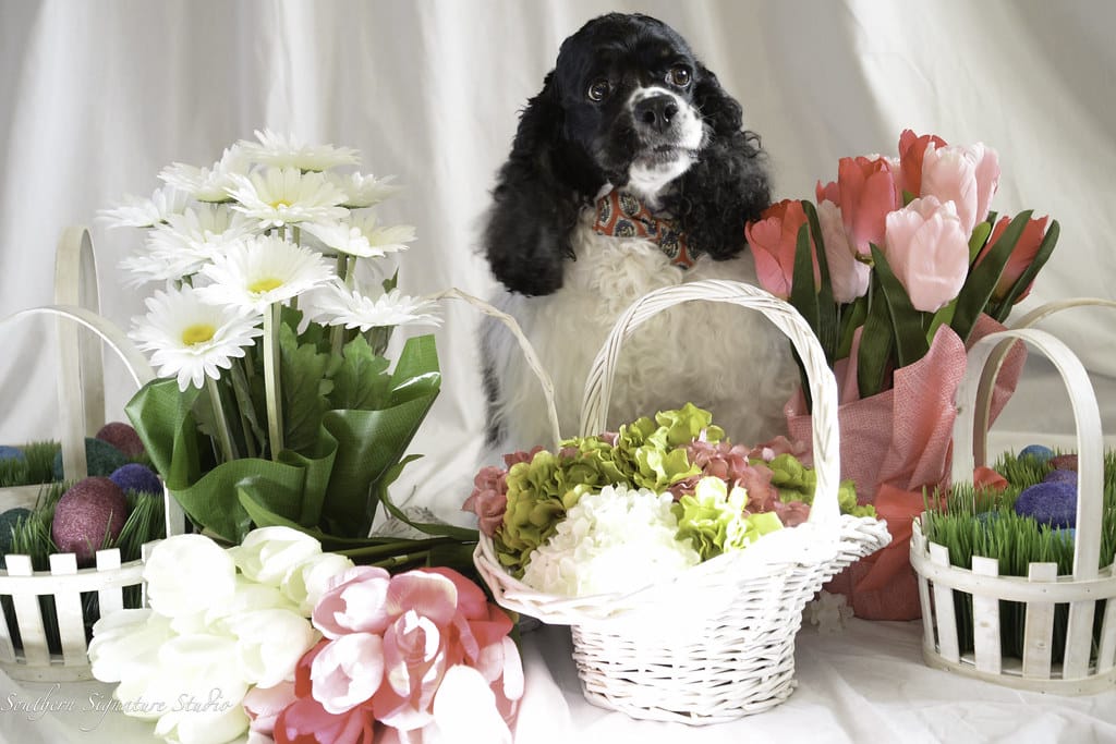 Are Easter Lilies Poisonous To Cats And Dogs