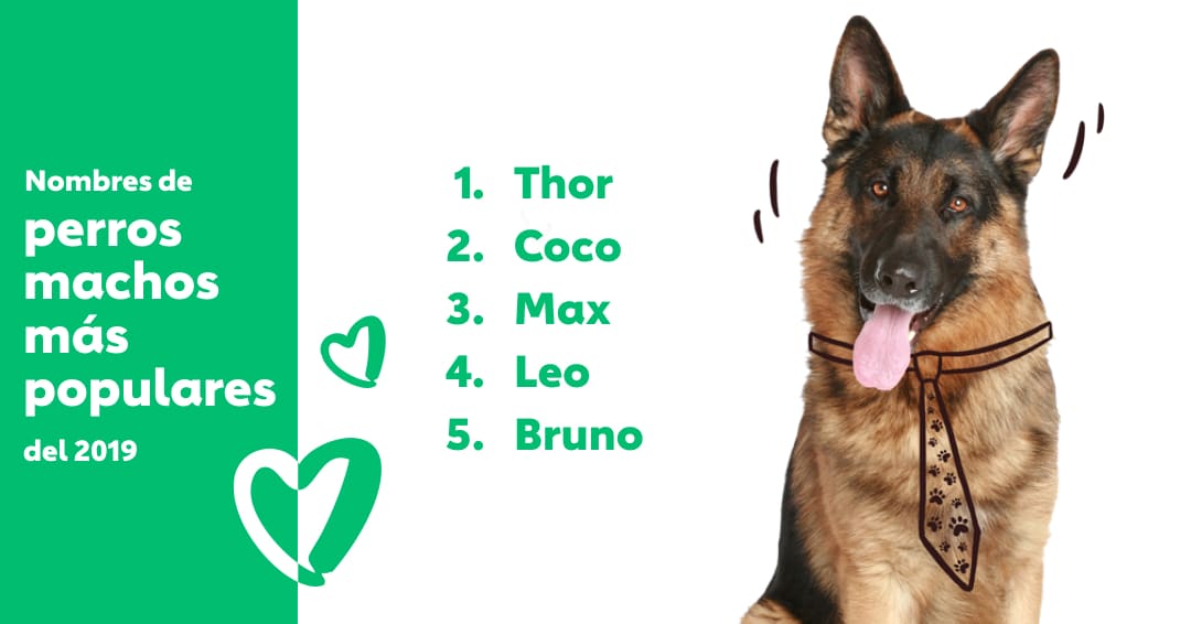 10 Nombres De Perros Inspirados En Colores Nombres De Perros Nombres