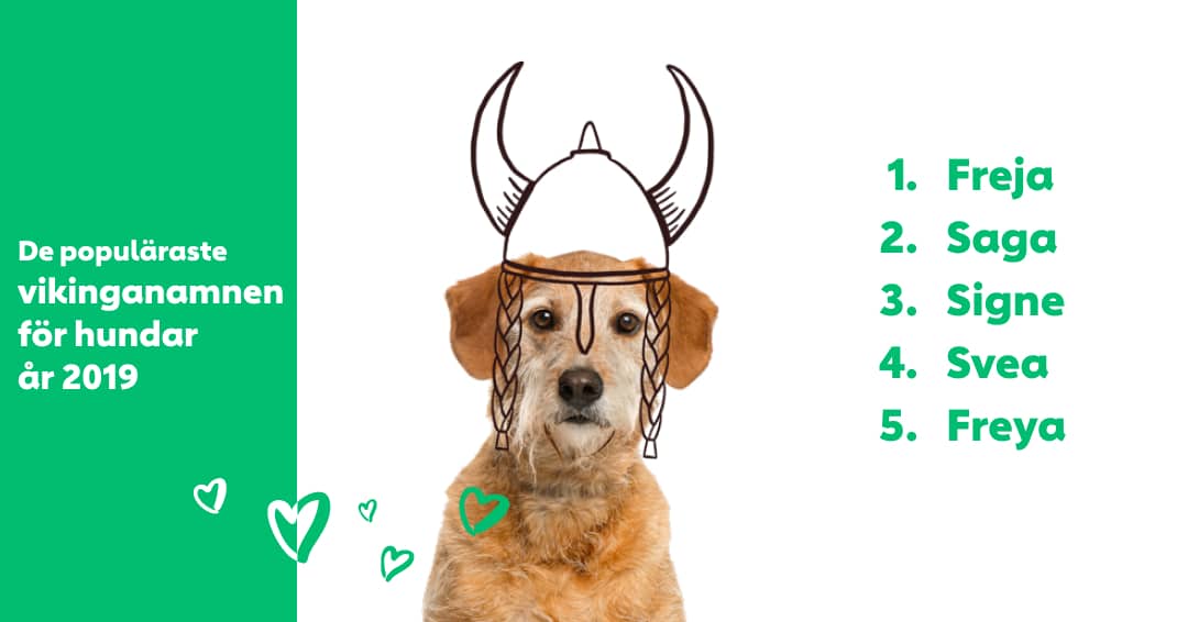 De vikinganamnen för hundar år 2019 | Dog People by Rover.com