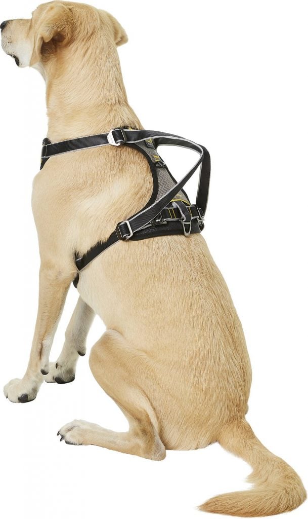 dog wearing Kurgo Impact car dog harness