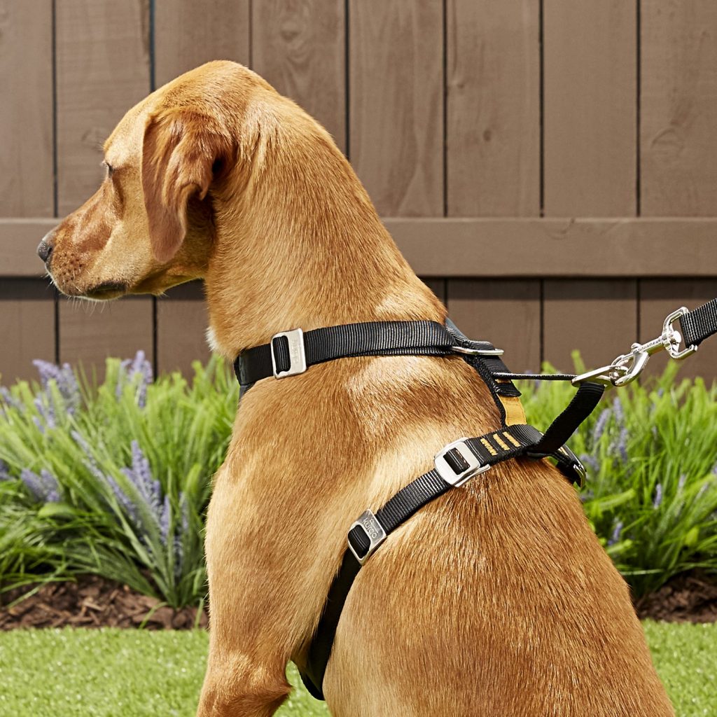 dog wearing Kurgo Tru-Fit car harness