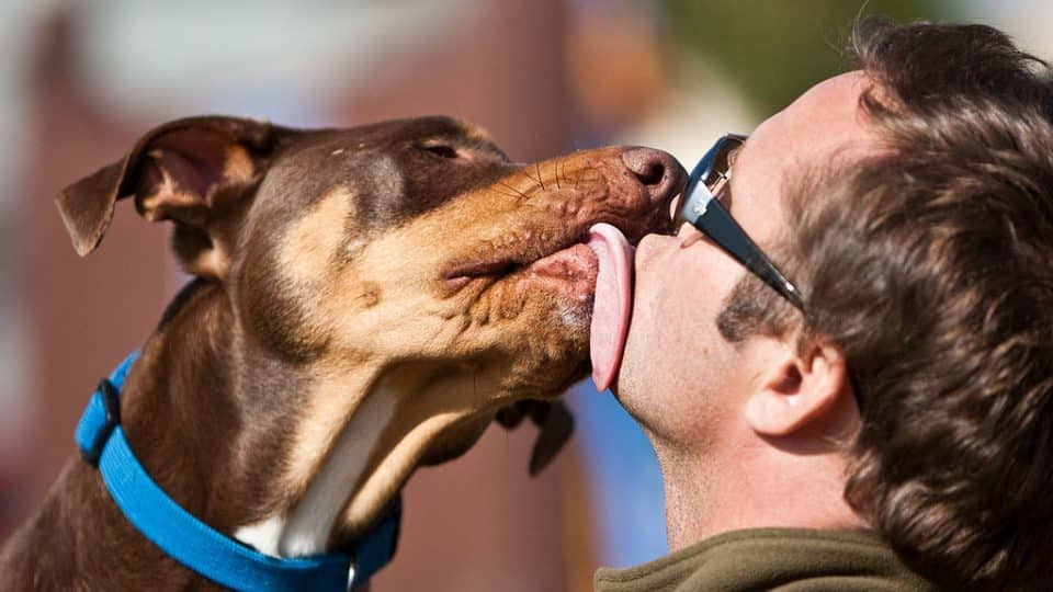 what does it mean when your dog licks your face