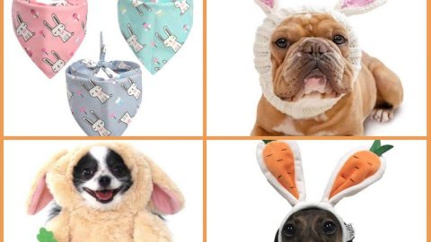 Easter dog outfits