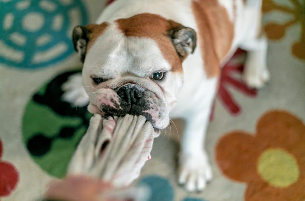 bulldog playing tug of war with a person 