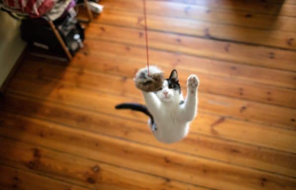 cat chasing a wand toy