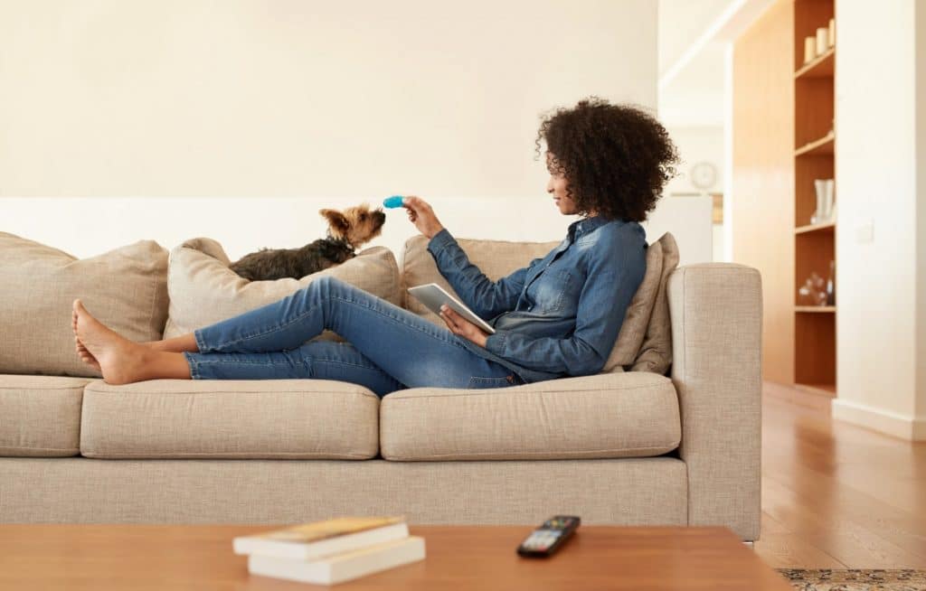 terrier and woman playing on couch