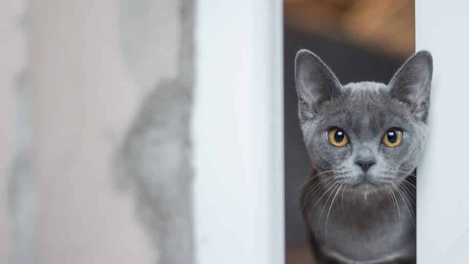 115 Best Gray Cat Names In 2019 For Your Silver Blue Or Lilac
