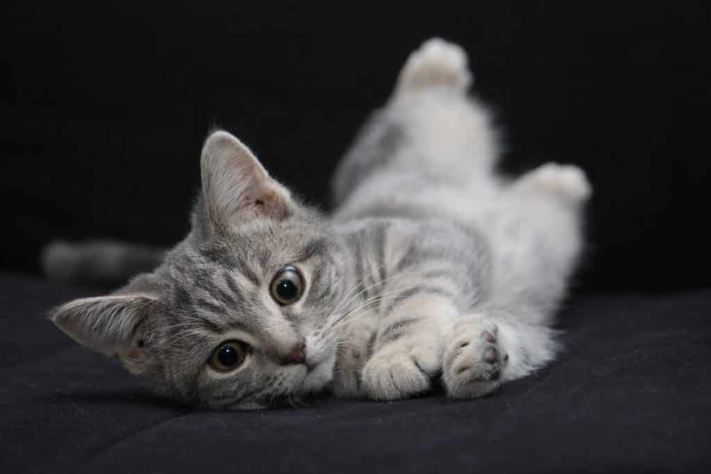 white and silver cat