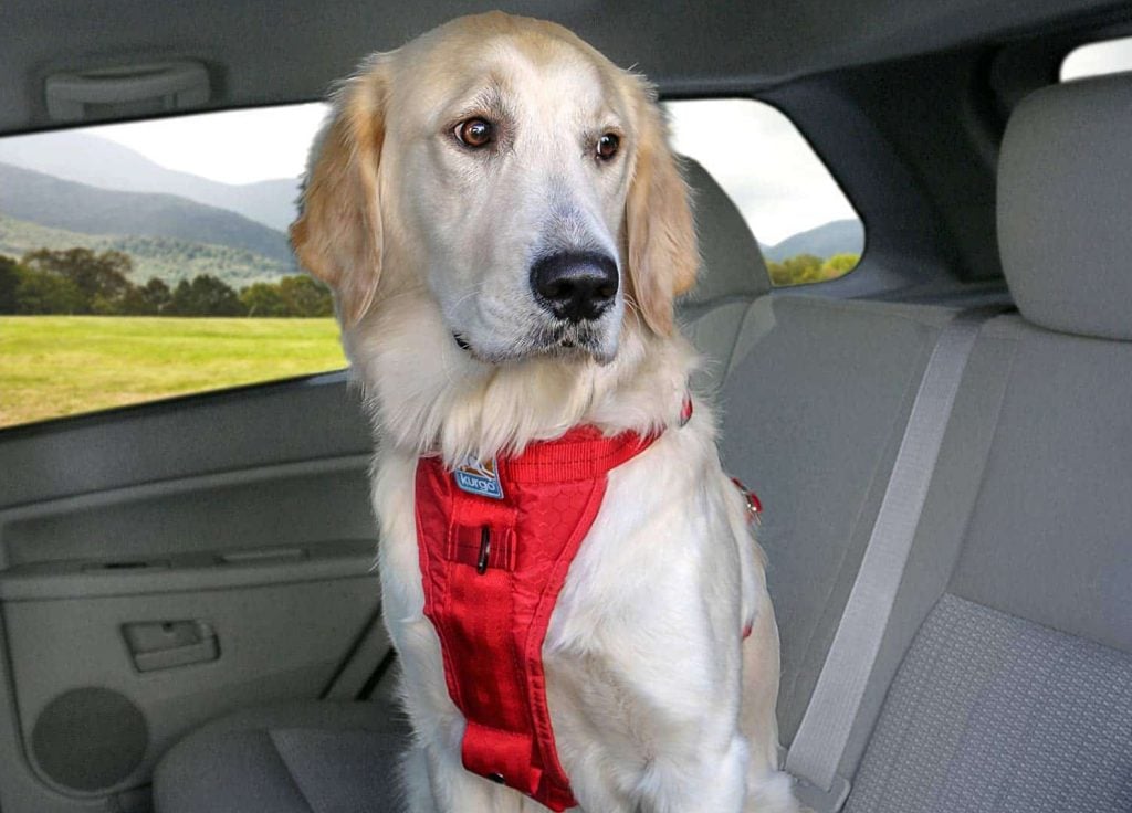 The Best Car Dog Harnesses To Keep Your Companion Safe