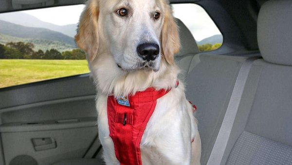 Car Dog Harnesses The Best For Safety - Best Car Seats For Dogs With Anxiety