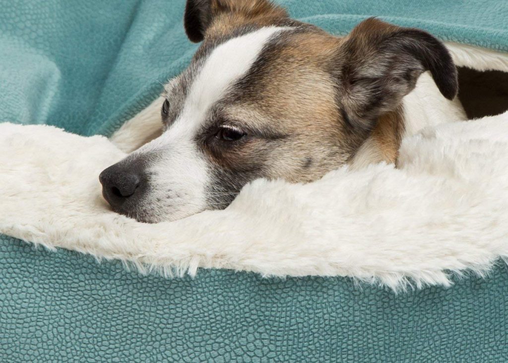 german shepherd dog bed amazon