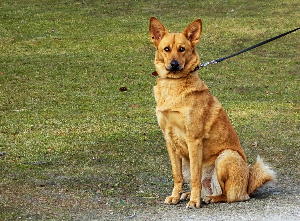 large breed dog leash