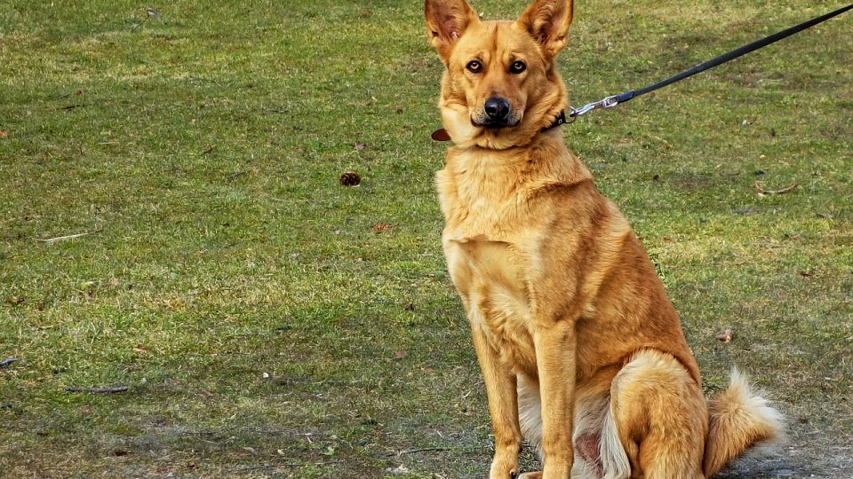 best dog leash for large dogs