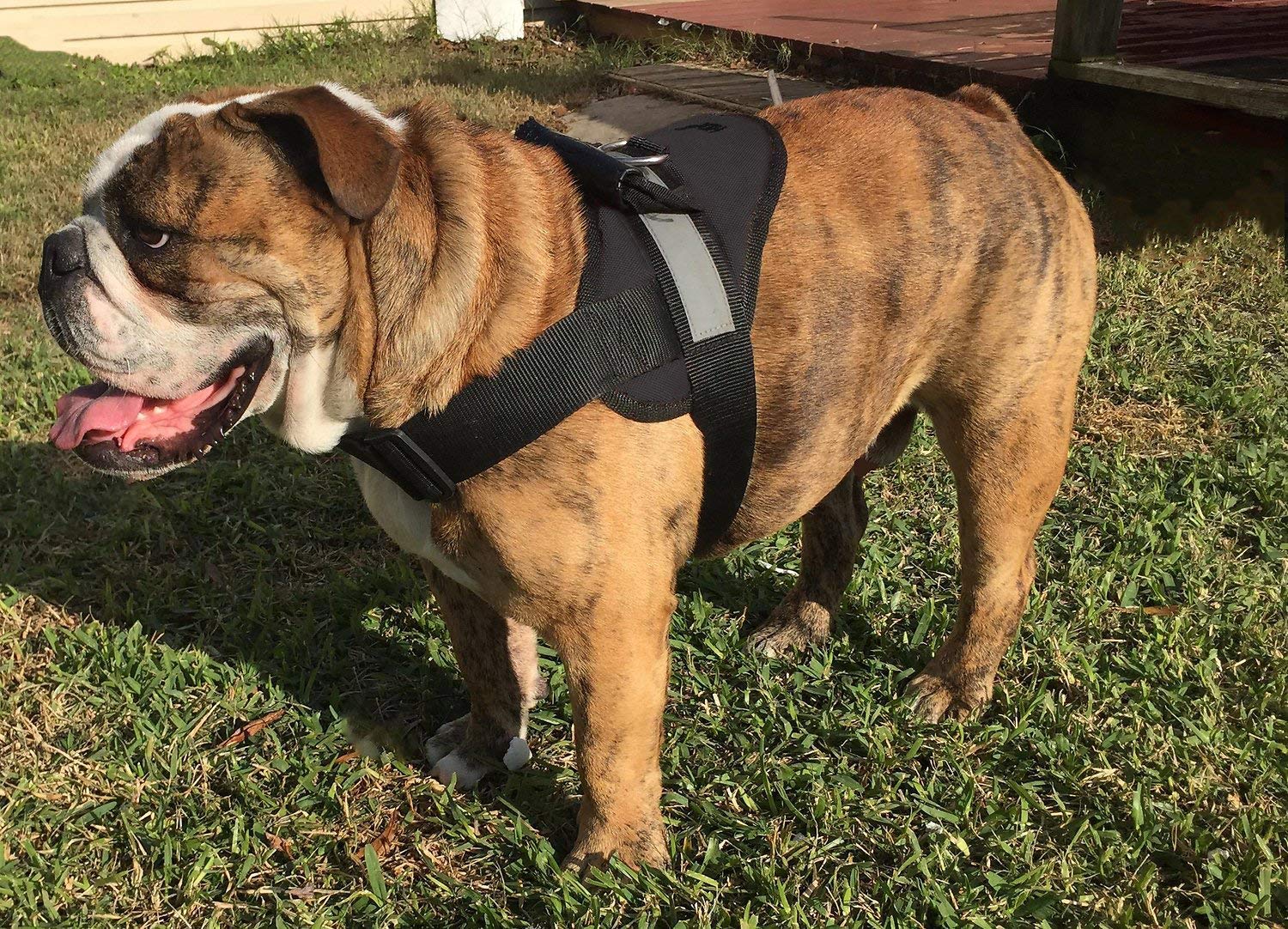 The 6 Best Harnesses for Bulldogs The Dog People by