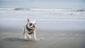 Frenchie dog playing at the beach
