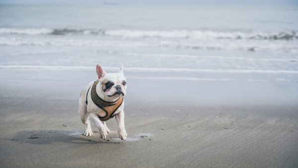 Frenchie dog playing at the beach