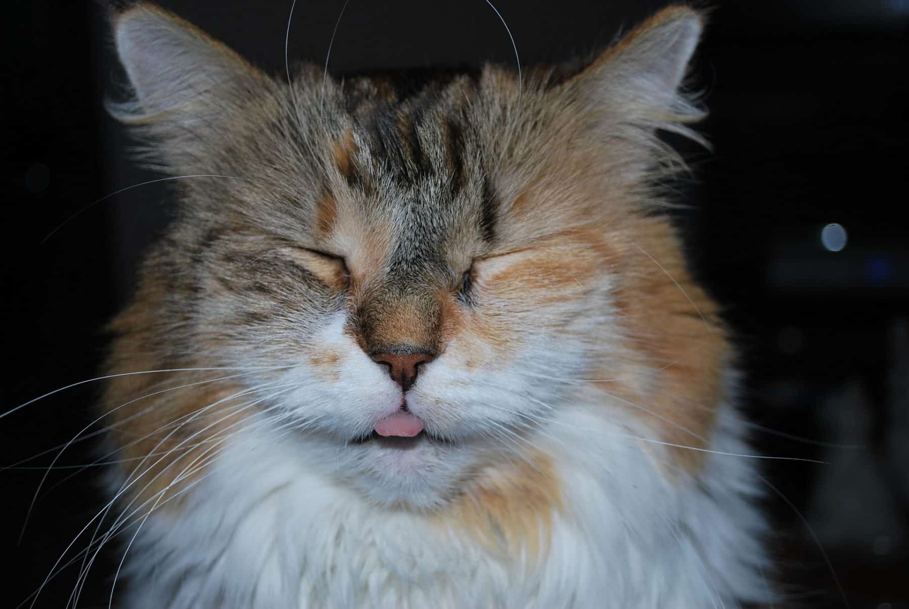 The 119 Most Popular Calico Cat Names