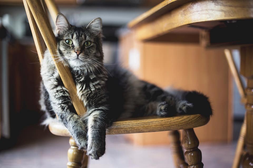 cat on chair