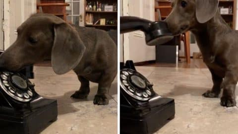 dachshund close encounter with telephone