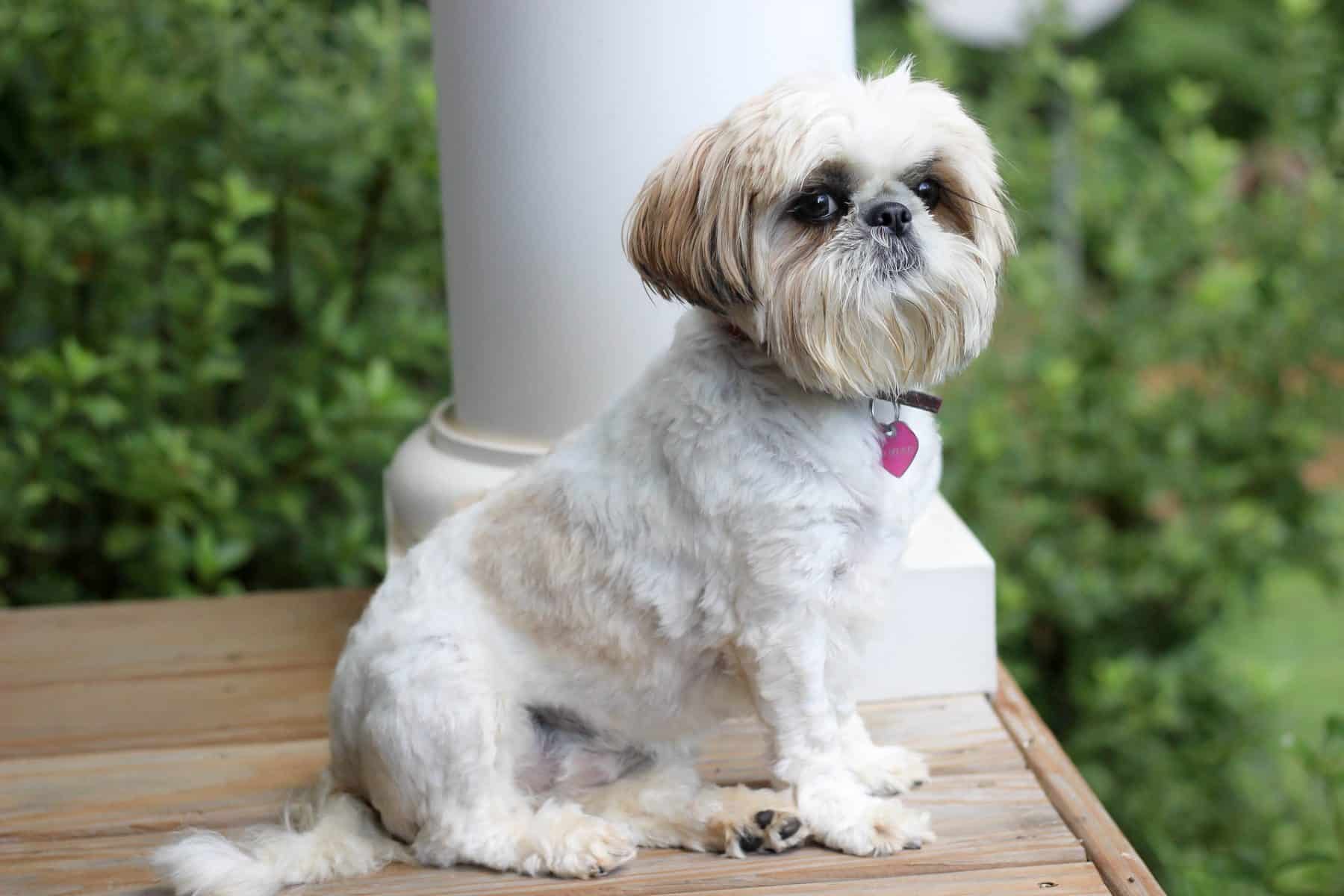 The Top 5 Shih Tzu Haircut Styles The Dog People By Rover Com