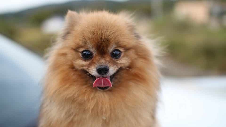 The Top 5 Pomeranian Haircut Styles For 2019 The Dog People By