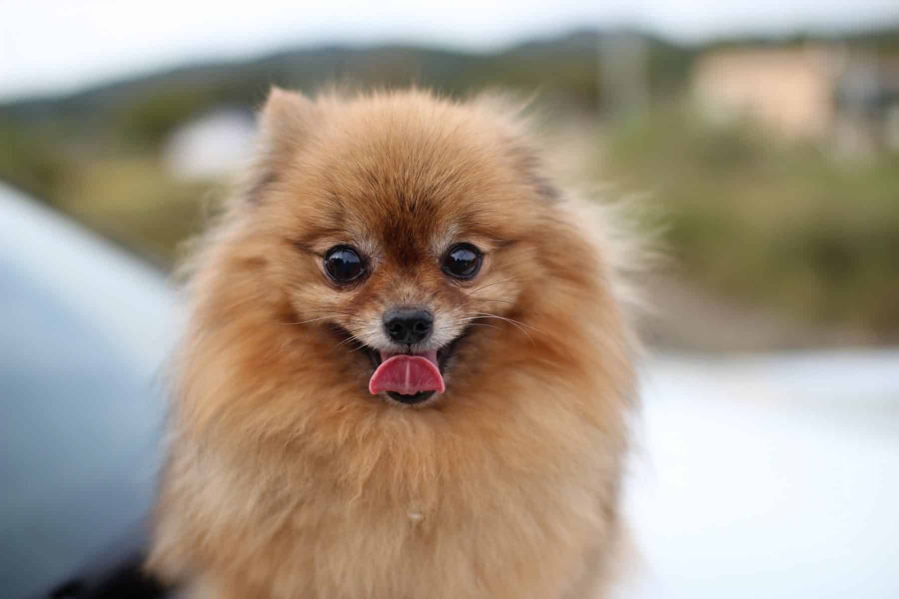 The Top 5 Pomeranian Haircut Styles The Dog People By Rover