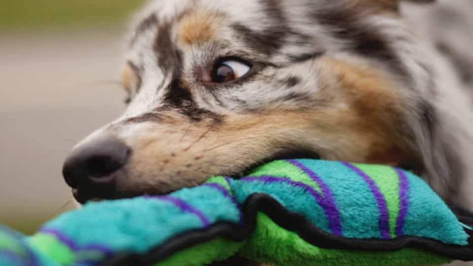 8 Best Cuddly Dog Toys That Your