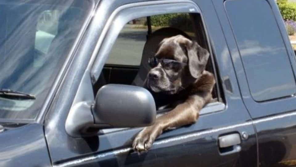 How to Help a Dog with Car Anxiety The Dog People by
