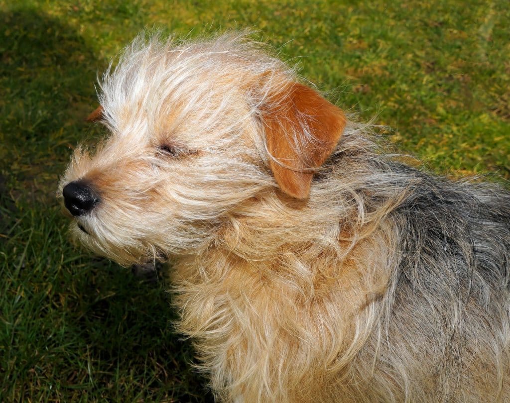 commercial dog dryer